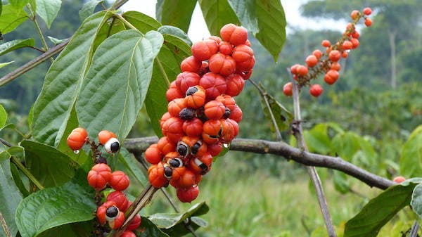 Guarana: An Energizing Superfood With Some Amazing Health Benefits